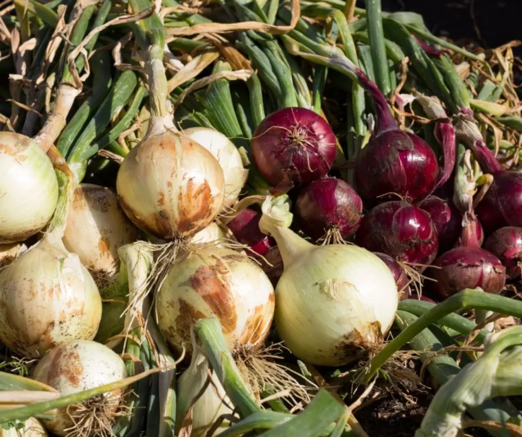 conserver oignons periode pour recolter les oignons variés