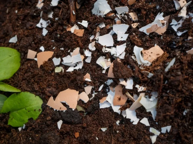 coquilles d oeufs au jardin morceaux engrais produit naturel contre limaces jardin