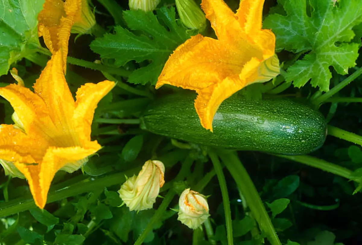 courgette verte et deux grosses fleurs jaunes ouvertes couleur orange intense