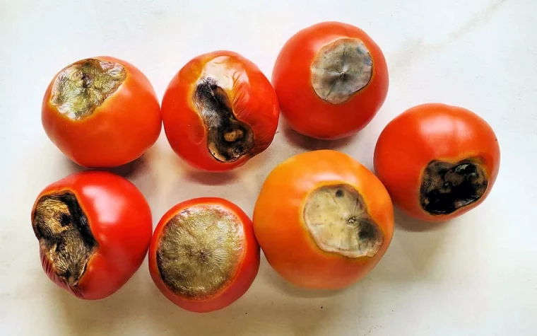 cul noir des tomates rouges cause et solutions