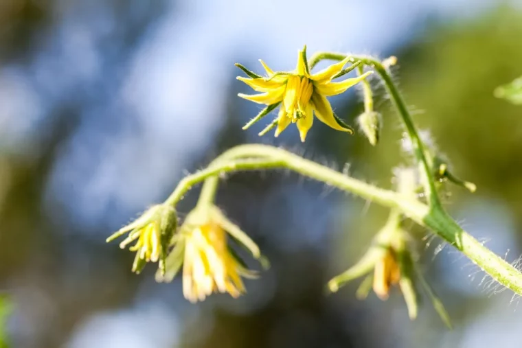 culture tomate fleurs tiges plants potager lumiere soleil nature