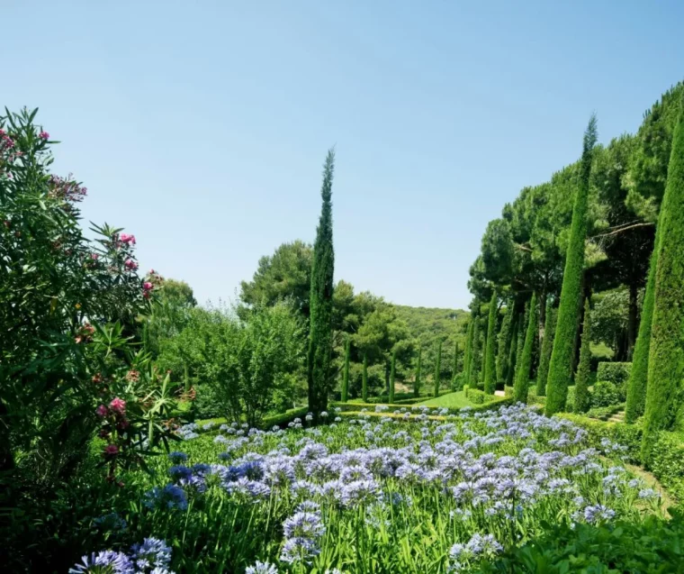 cypres de provence idée de jaridn méditerranéen plantes et abres