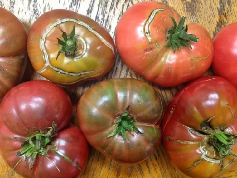 des cicatrices sur les tomates rouges ou vertes