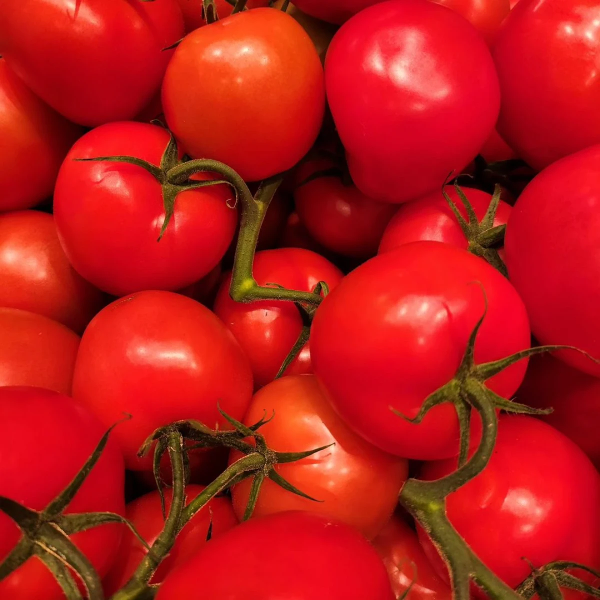 des grosses tomates bien rouges