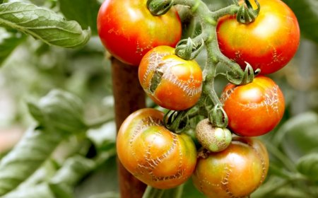 des tomates abimees que faire tomates rouges et jaunes