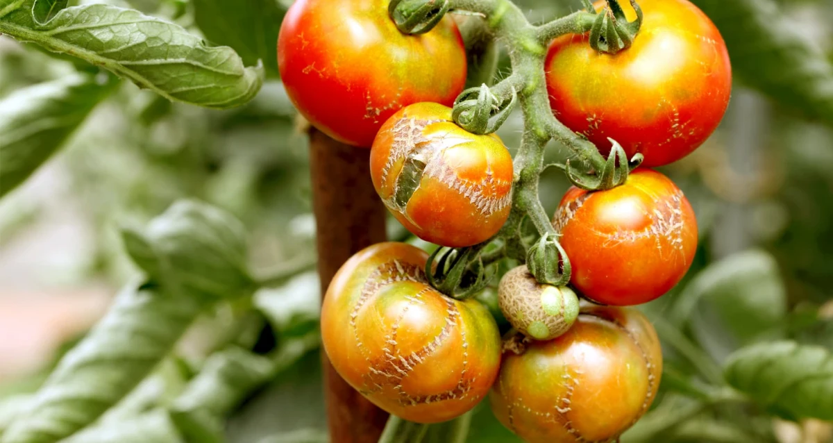des tomates abimees que faire tomates rouges et jaunes