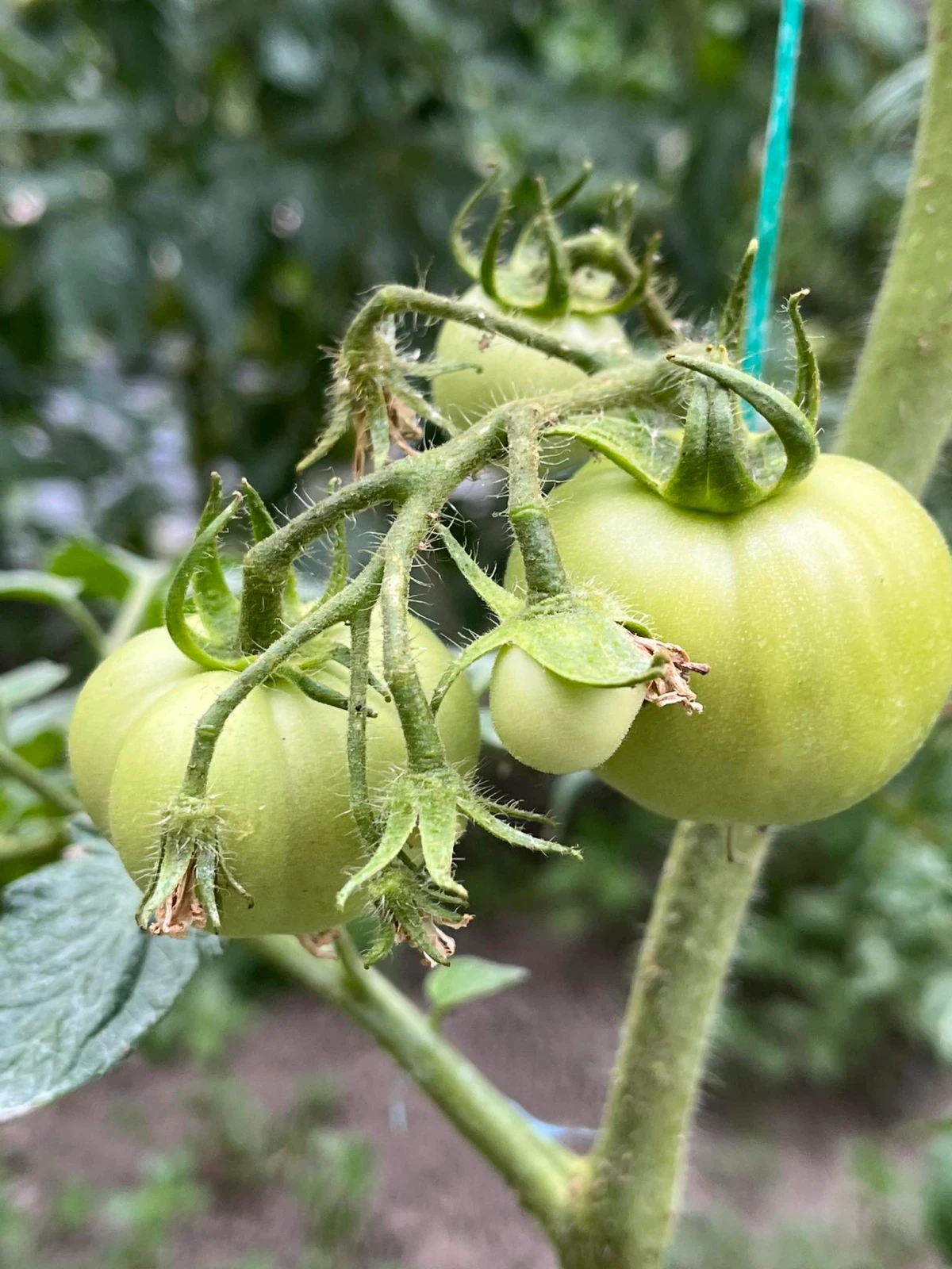 des tomates vertes en pleine croissance