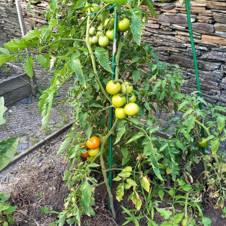 des tomates vertes et un peu rouges dans un jardin
