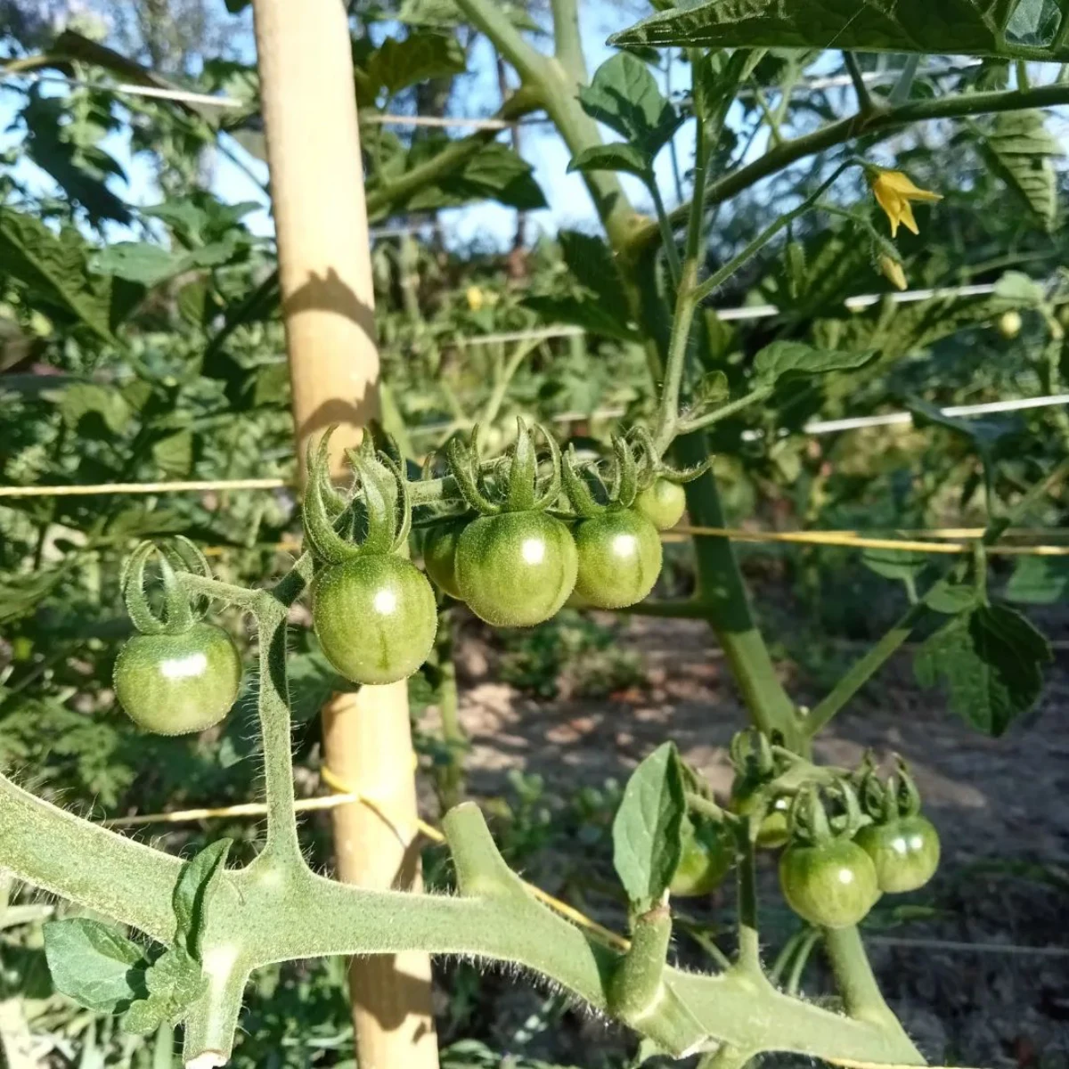 des tomates vertes qui ne grossent pas explications