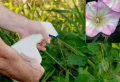 Éliminer le liseron au vinaigre blanc : mythe ou réalité ?