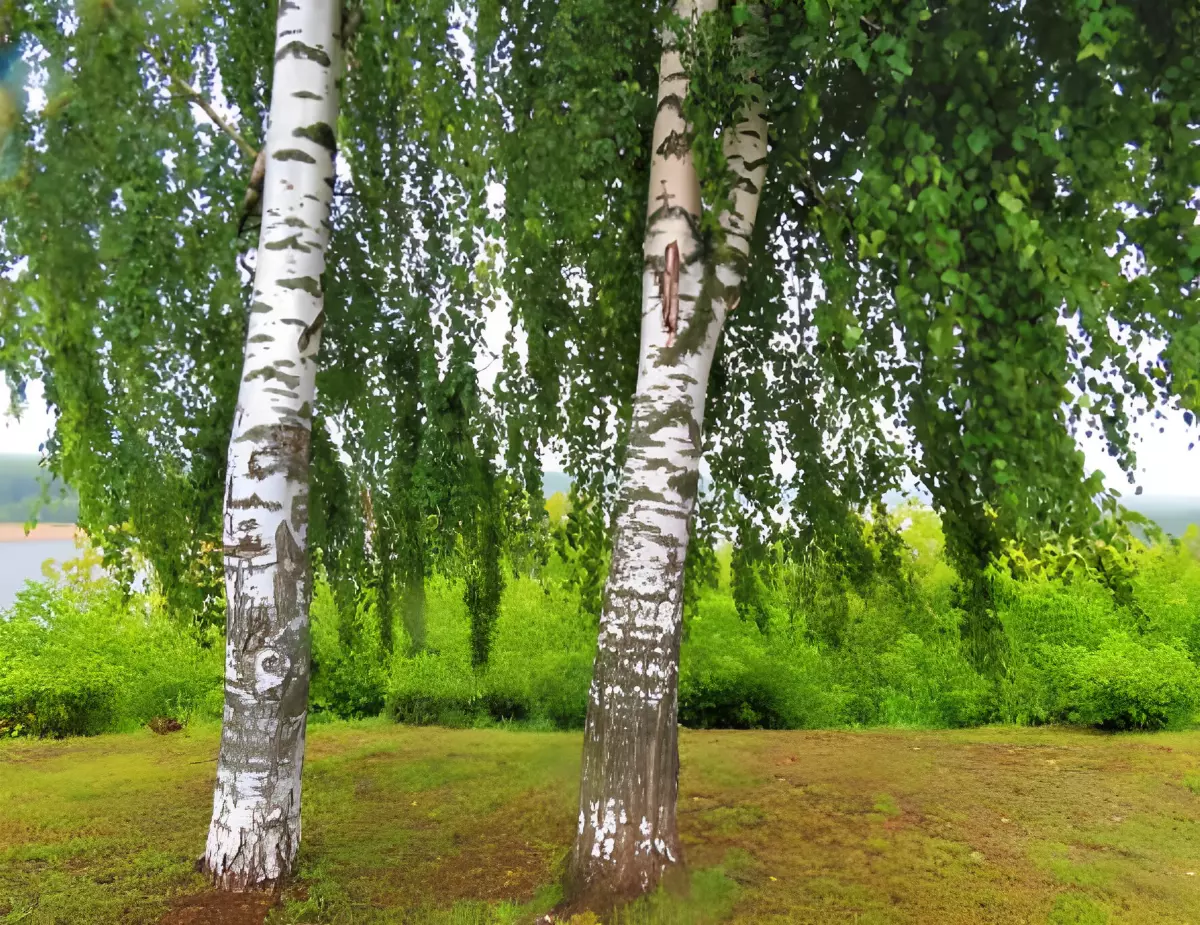 deux arbres bouleau avec un écorce distinctif blanc