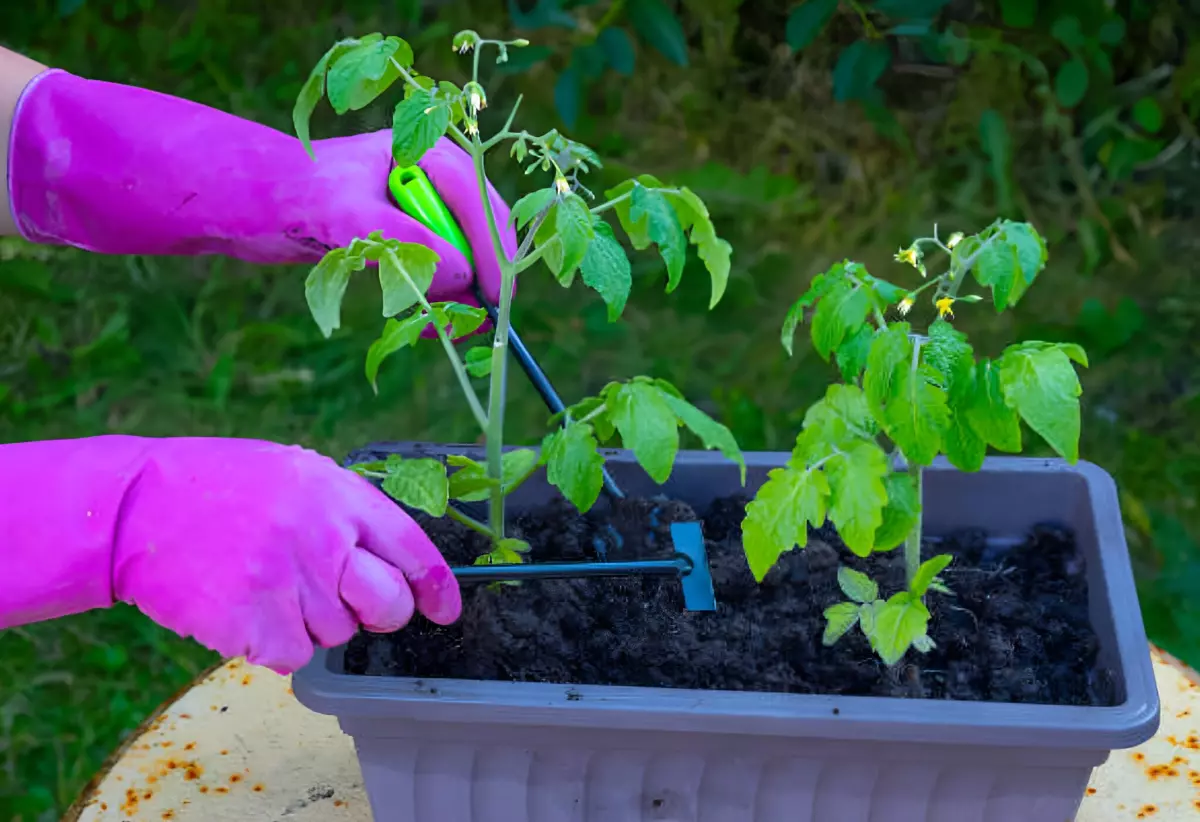 deux jeunes plants de tomates dans une jardiniere et deux mains gantees qui travaillent la terre