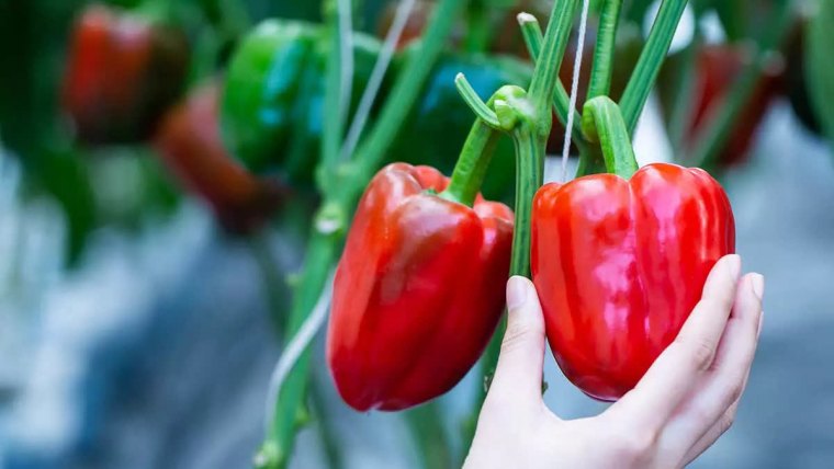 deux poivrons rouges au potager avec une main qui tient celui a droite