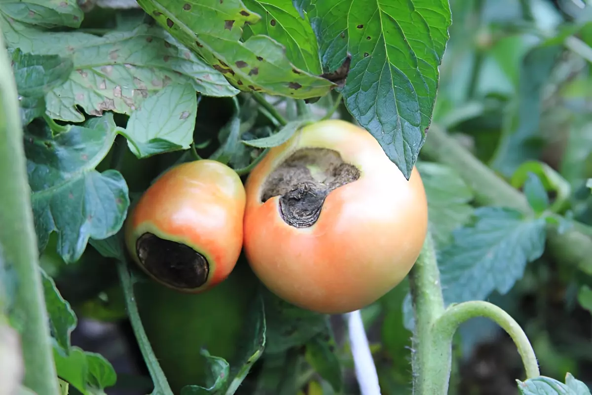 deux tomates avec des taches noires sur un plant de tomates avec un feuillage vert avec des taches noires