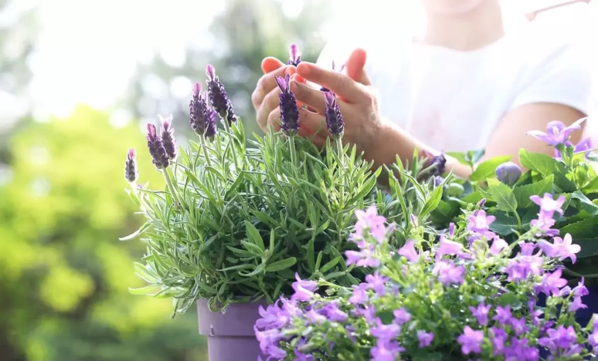 differentes plantes avec des fleurs violettes sur fond d une silhouette de femme
