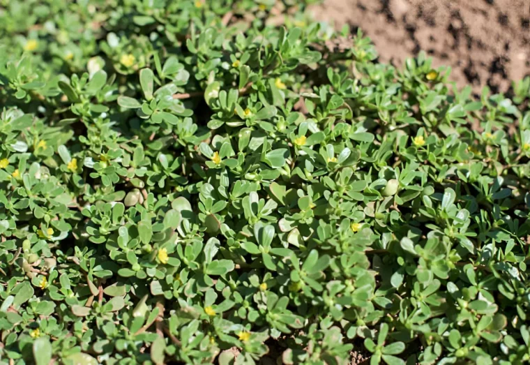 du pourpier tres dense qui commence a fleurir avec des petites fleurs jaunes