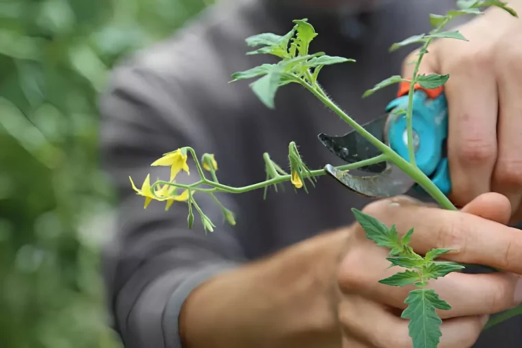 eclaircissement d une tige de plant de tomates avec des fleurs