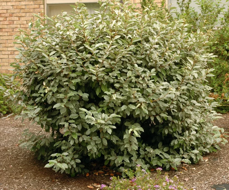 elaeagnus dans le jardin pour créer de l ombre haie brise vue