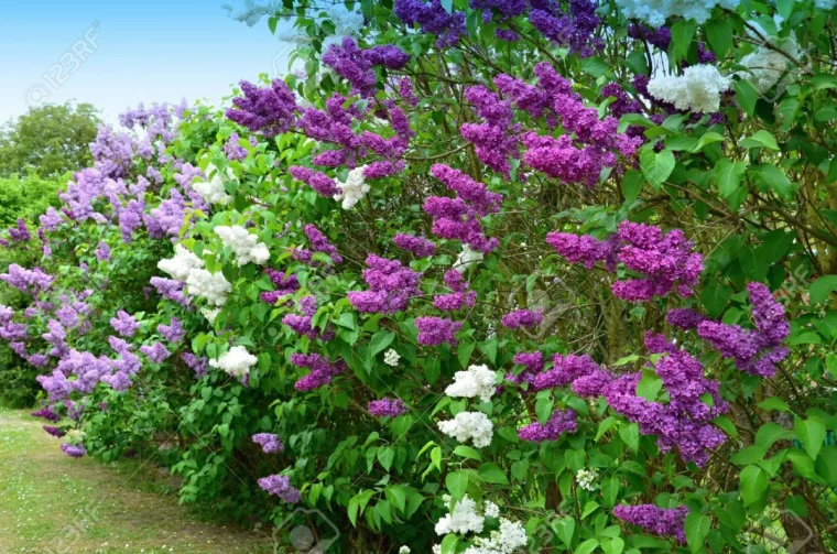engrais lilas des indes pleine floraison differnetes couleurs