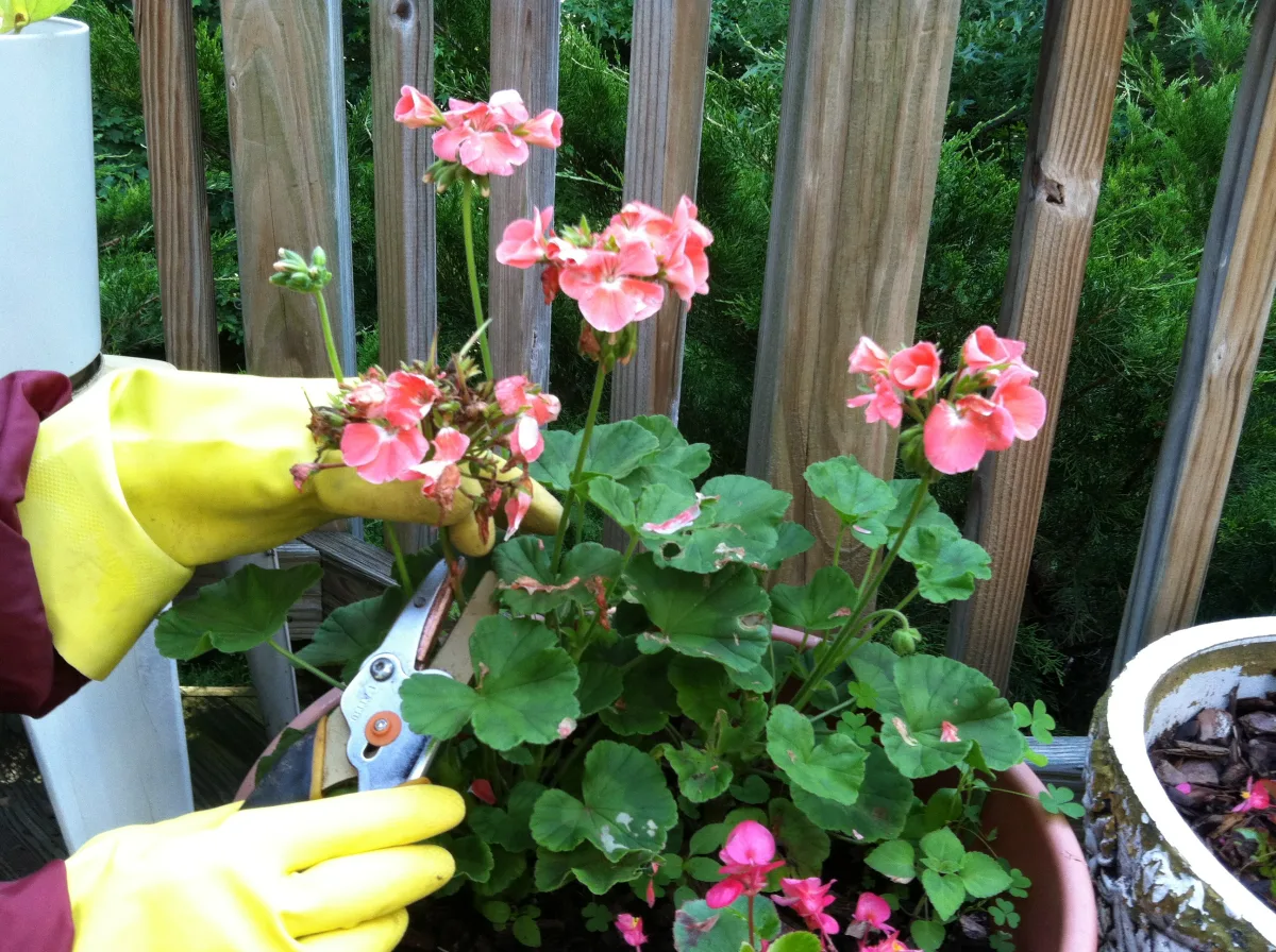 enlever les fleurs fanées des geraniums pour stimuler la floraison der la plante
