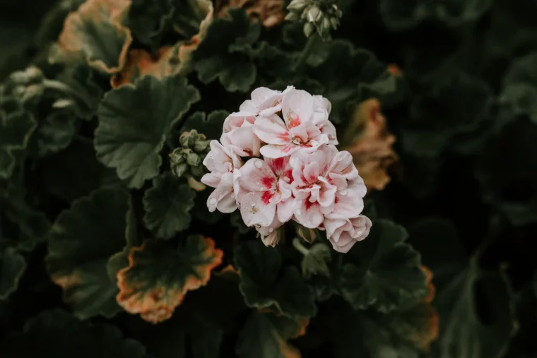 enlever les fleurs fanées des géraniums pour floraison abondante