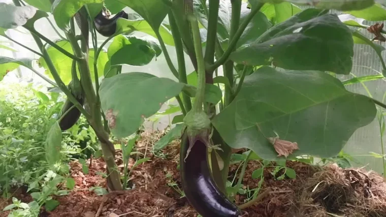 enlever les pieds d'aubergines feuillage epais