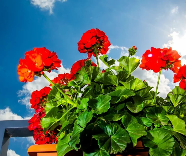 entretien des geraniums astuces de grand mere pour faire fleurir les plantes