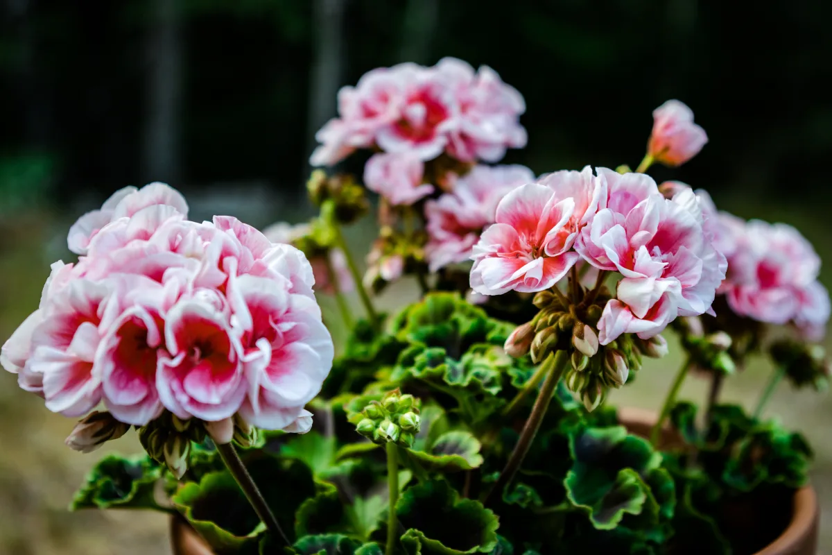entretien des geraniums exemple soins fleurs en pot en été
