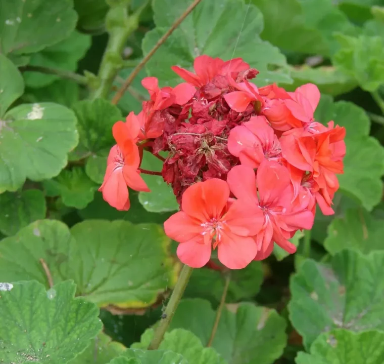 entretien geraniem comment booster la floraison enlever les fleurs fanées