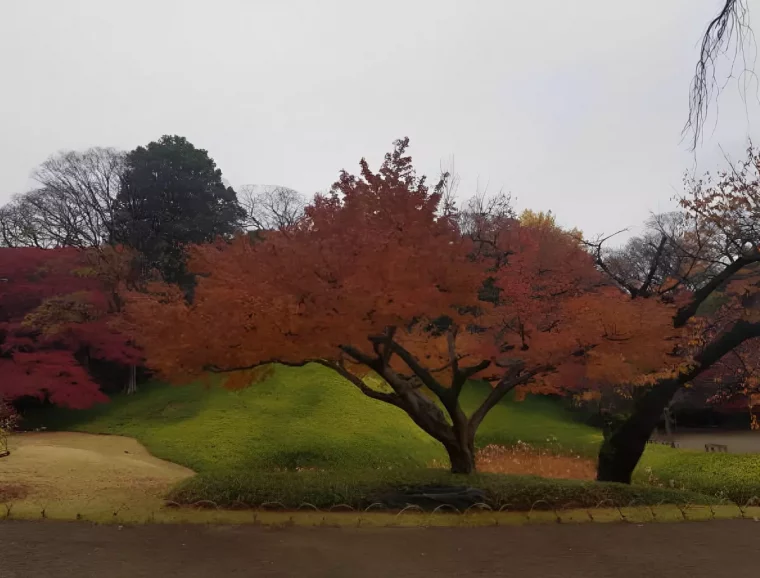 erable à l automne avec un feuillage rouge eclatant