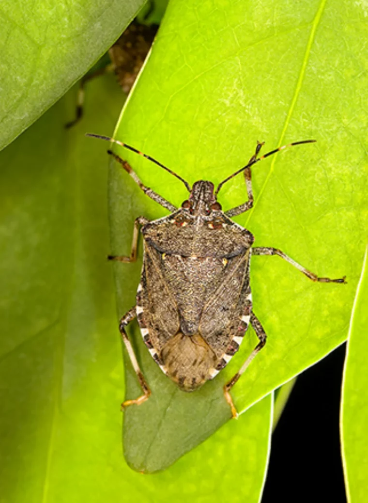 est ce que les punaises puantes endommagent les plantes