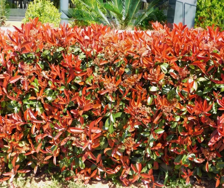 exemple photinia croissance rapide arbuste persistant pour ombre