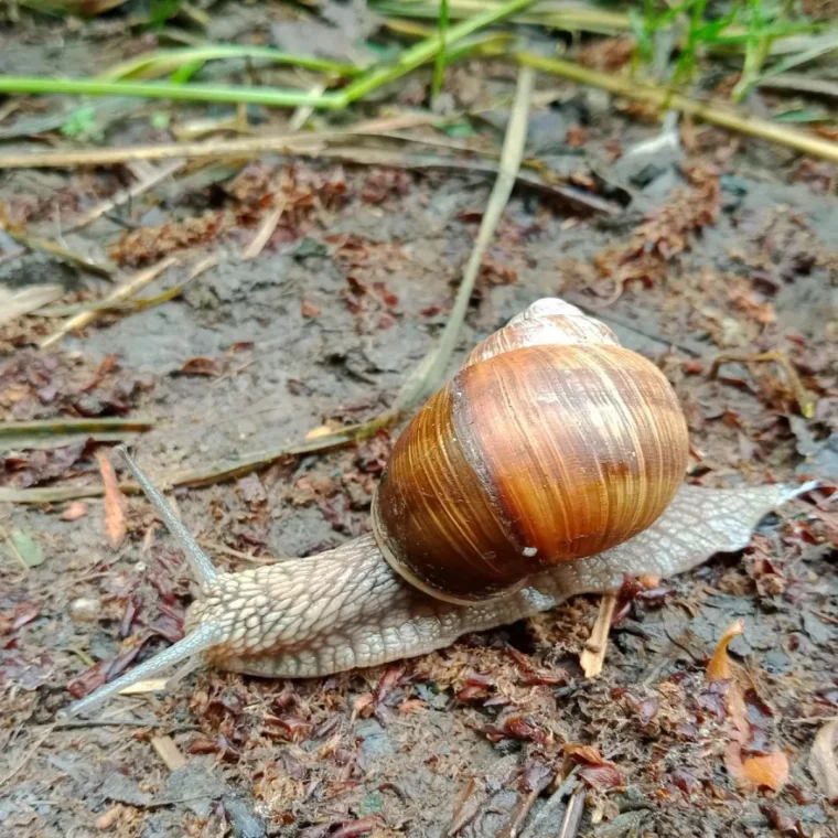 fabriquer des pieges a escargots facilement