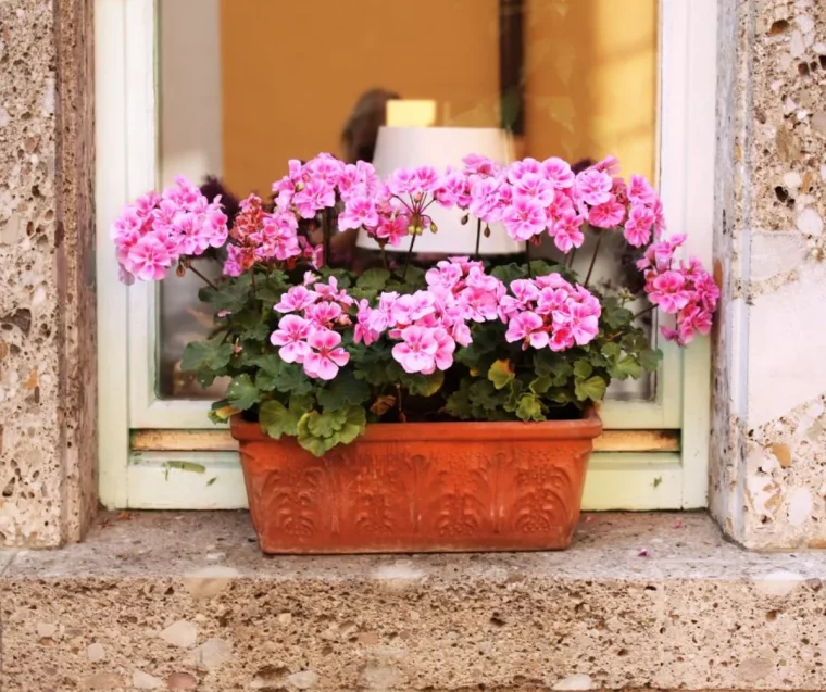 faire fleurir les geraniums en coupant les tiges fanées des fleurs défraichies