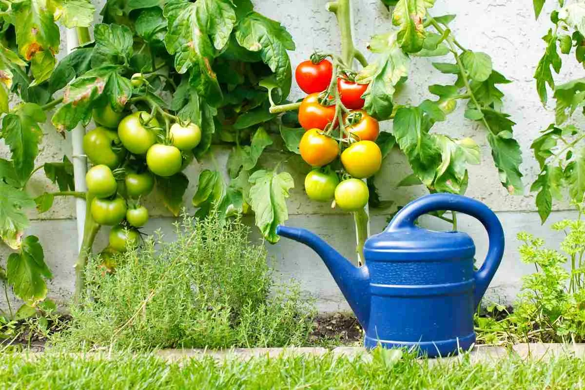 faire mûrir plus vite les tomates sur pied