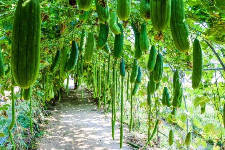 faire pousser des courgettes verticalement la methode enfin revelee couv