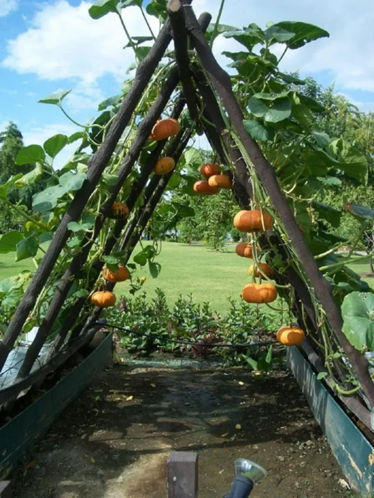 faire pousser des courgettes verticalement la methode enfin revelee trellis