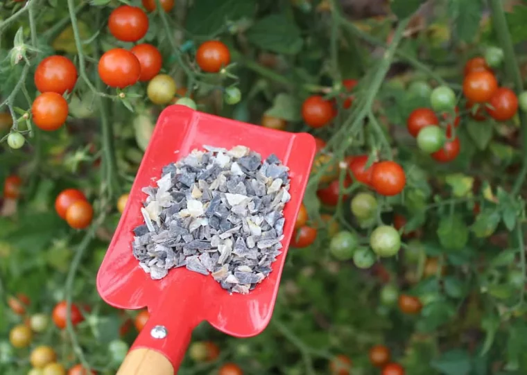 faut il appliquer des cendres de bois aux tomates