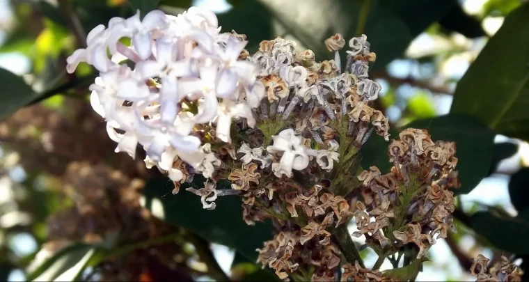 faut il couper les fleurs du lilas des indes fleur fanee