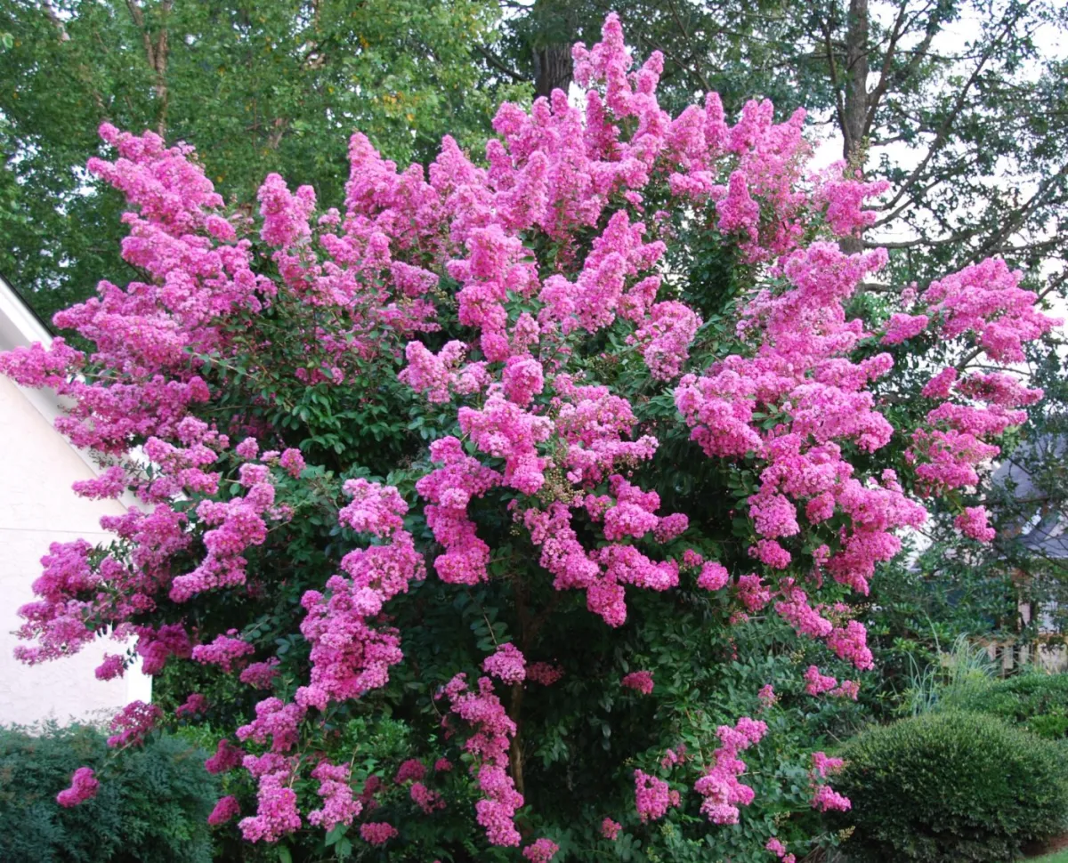 faut il couper les fleurs fanées du lilas des indes arbuste rose