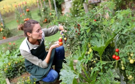 faut il tailler les tomates greffees avantages et inconvenients couv 1