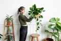 Astuce anti-chaleur : adoptez une plante pour rafraîchir la maison ! Voici les espèces convenables
