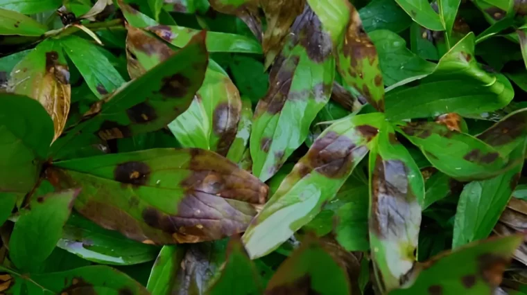 feuilles d avoine atteinte d une maladie fongique