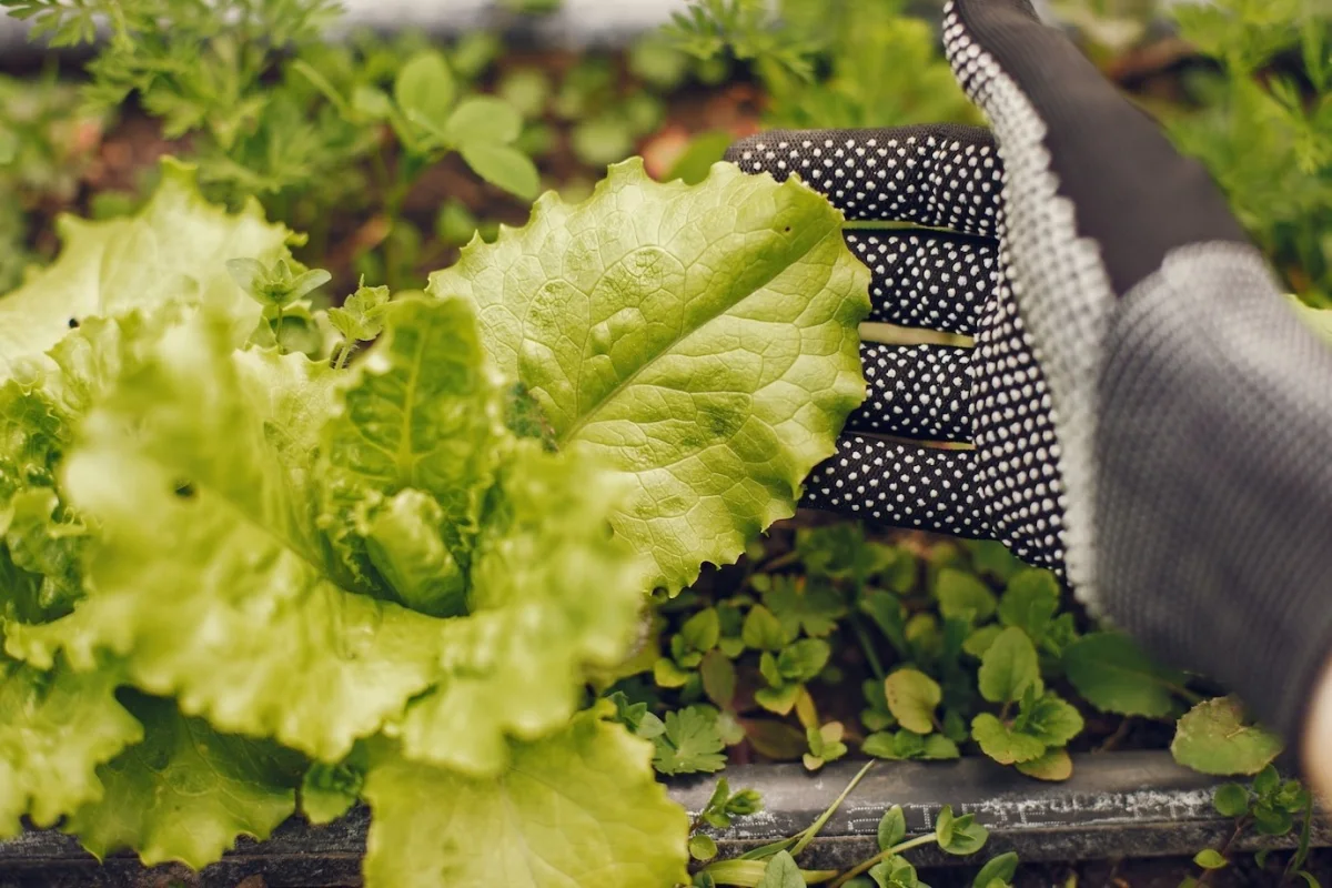 feuilles de salade legumes feuilles gants protection jardinage jardiniere
