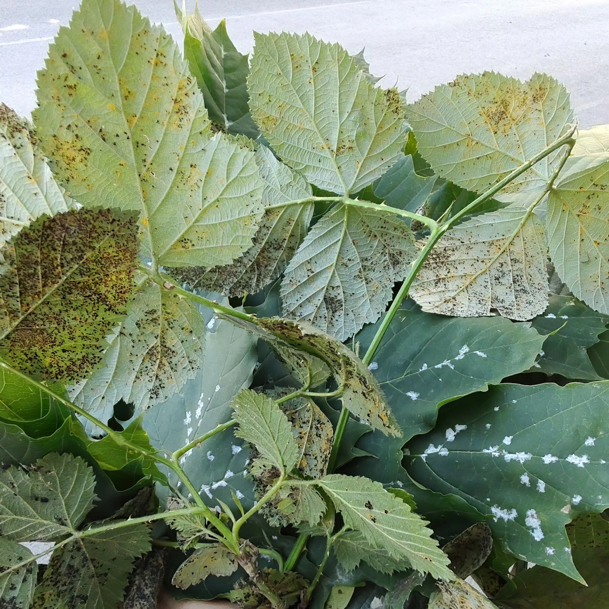 feuilles plantes parties abimees rouilles taches tiges maladie