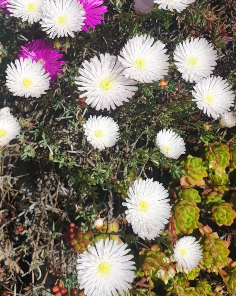 ficoide fleurs blanches et rose vivace plein soleil