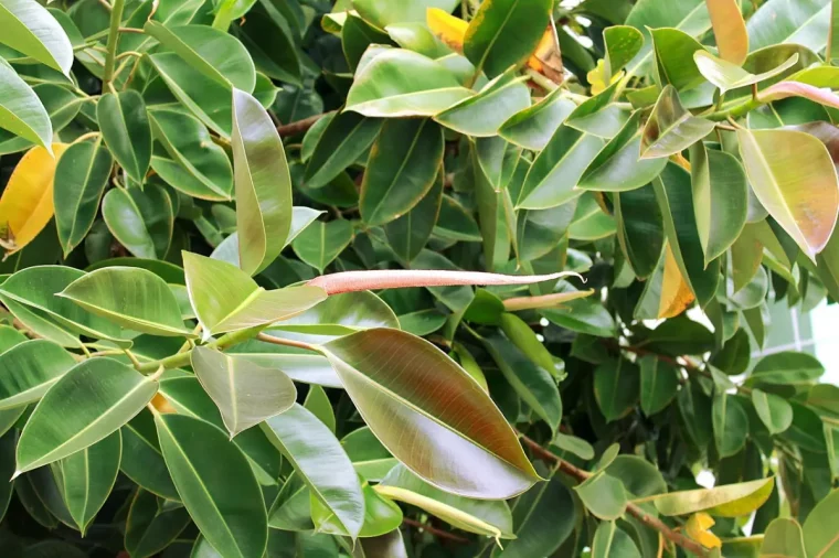 ficus feuillage verte variete plante verte lumiere exposition soleil feuilles jaunes