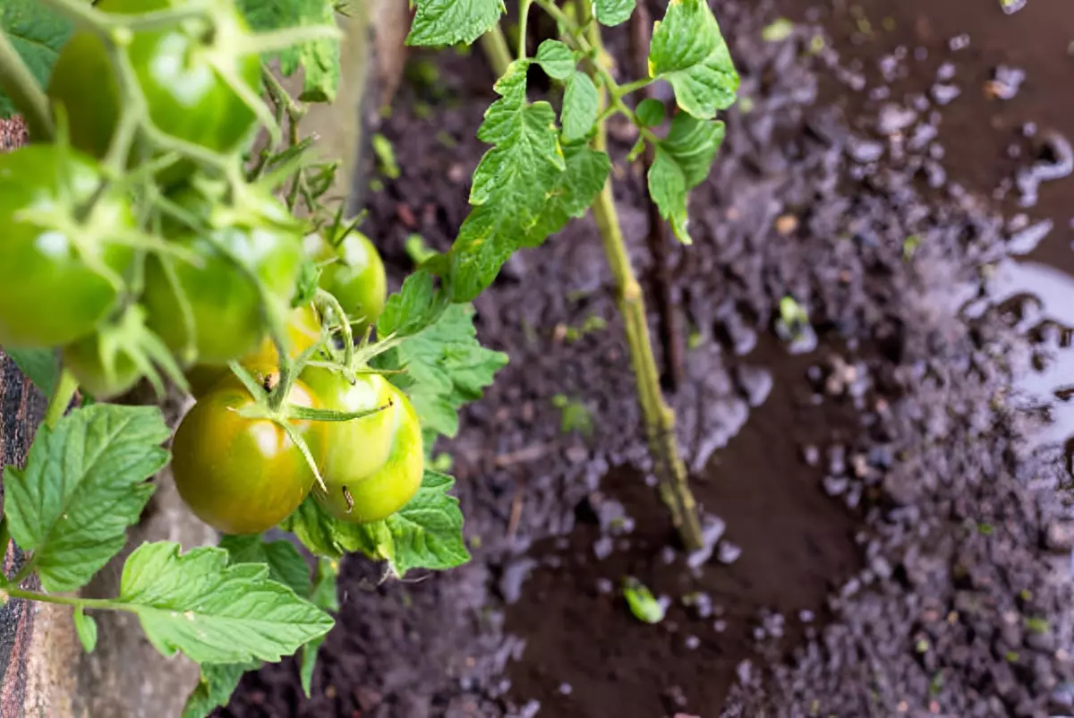 flaque d eau au pied des plants de tomates et des fruits verts au premier plan