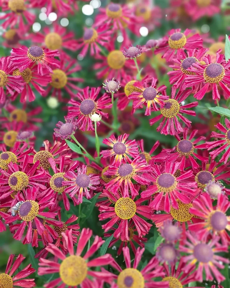 fleur attire abeille helenies petales rose fuchsia floraison