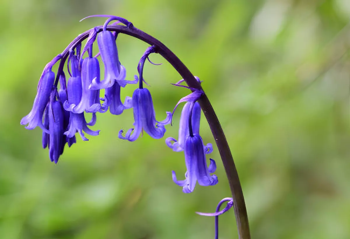 fleur de jacinthe des bois sous forme de petites cloches bleues